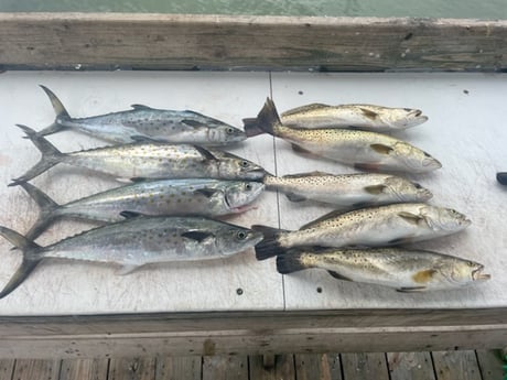 Spanish Mackerel, Speckled Trout / Spotted Seatrout Fishing in Sarasota, Florida