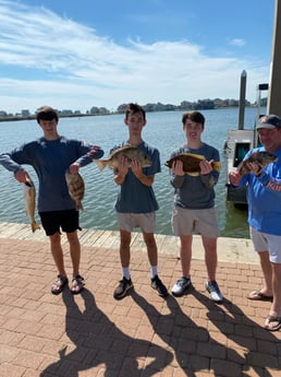 Black Drum, Flounder, Grunt, Redfish, Sheepshead fishing in Galveston, Texas