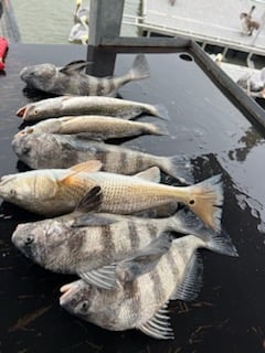 Black Drum, Redfish, Speckled Trout Fishing in Galveston, Texas