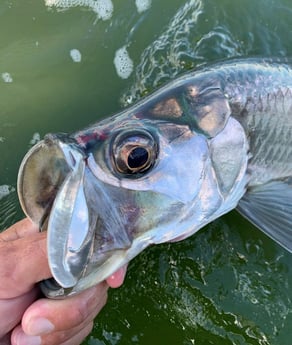 Tarpon Fishing in Palm Beach, Florida, USA