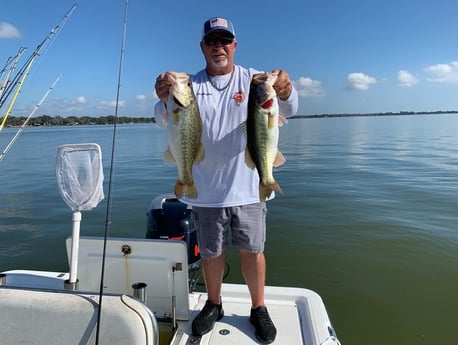 Largemouth Bass fishing in Clearwater, Florida