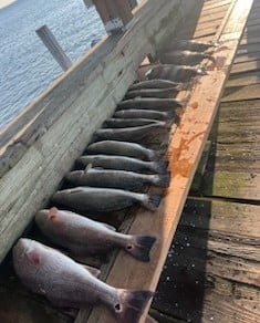 Redfish, Sheepshead, Speckled Trout Fishing in Galveston, Texas