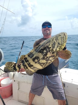 Goliath Grouper fishing in Clearwater, Florida