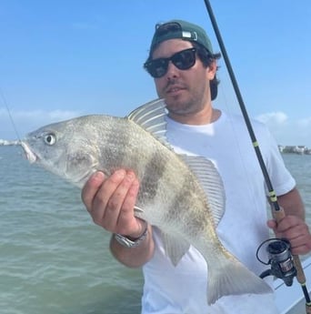 Black Drum Fishing in Galveston, Texas