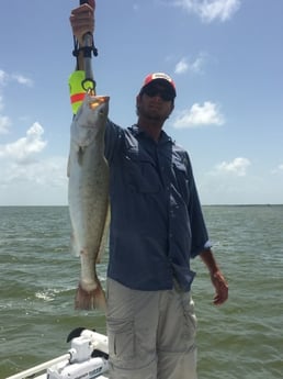 Speckled Trout Fishing in Corpus Christi, Texas