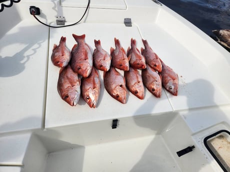 Red Snapper Fishing in Pensacola, Florida