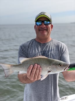 Mangrove Snapper fishing in Tampa, Florida