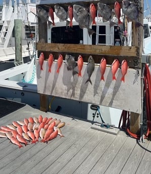 Triggerfish, Vermillion Snapper fishing in Destin, Florida