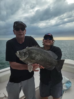 Tripletail fishing in Clearwater, Florida