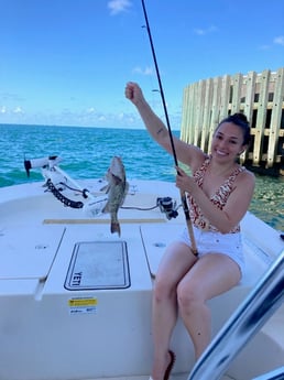 Gag Grouper fishing in St. Petersburg, Florida