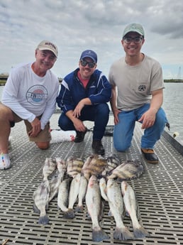 Black Drum, Sheepshead, Speckled Trout / Spotted Seatrout Fishing in Galveston, Texas