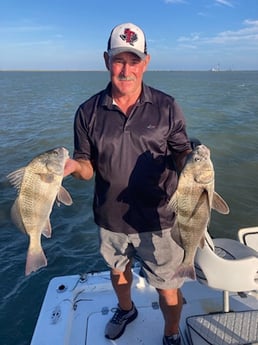 Black Drum Fishing in South Padre Island, Texas