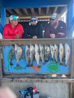 Black Drum, Redfish Fishing in Port Aransas, Texas