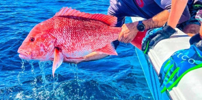 Red Snapper Fishing in Clearwater, Florida