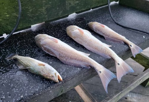 Redfish, Speckled Trout Fishing in South Padre Island, Texas