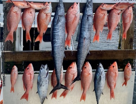 Little Tunny / False Albacore, Red Snapper, Wahoo fishing in Destin, Florida