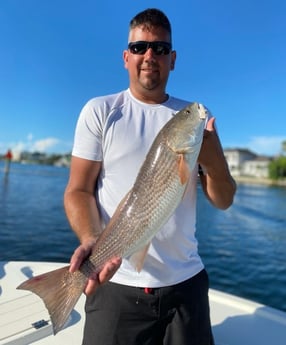 Redfish fishing in Sarasota, Florida