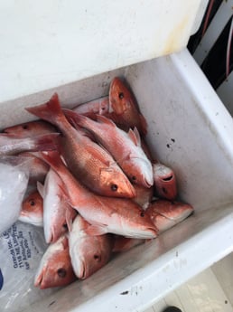 Red Snapper Fishing in South Padre Island, Texas