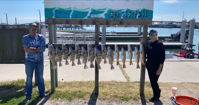 Black Drum, Redfish Fishing in Aransas Pass, Texas