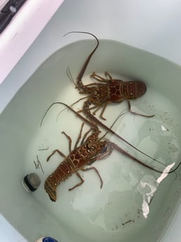 Lobster fishing in Key Largo, Florida