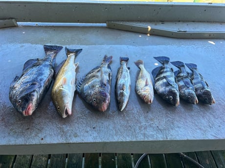 Black Drum, Redfish, Sheepshead, Speckled Trout Fishing in Galveston, Texas