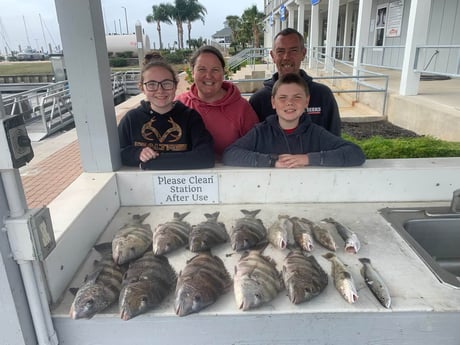 Sheepshead fishing in Galveston, Texas