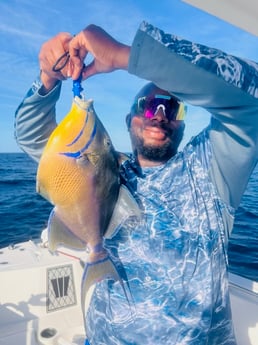 Triggerfish Fishing in Mount Pleasant, South Carolina