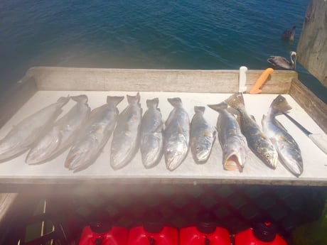 Speckled Trout / Spotted Seatrout fishing in Corpus Christi, Texas