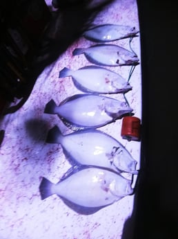 Redfish fishing in Rio Hondo, Texas