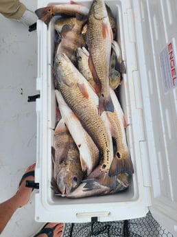 Redfish, Sheepshead Fishing in Port O&#039;Connor, Texas