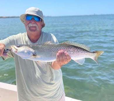 Speckled Trout / Spotted Seatrout fishing in Sarasota, Florida