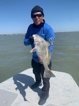 Black Drum fishing in Corpus Christi, Texas