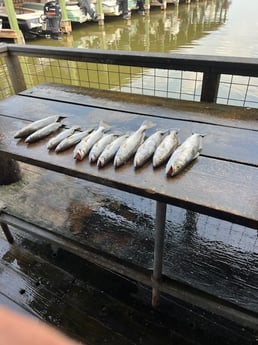 Speckled Trout / Spotted Seatrout fishing in Galveston, Texas