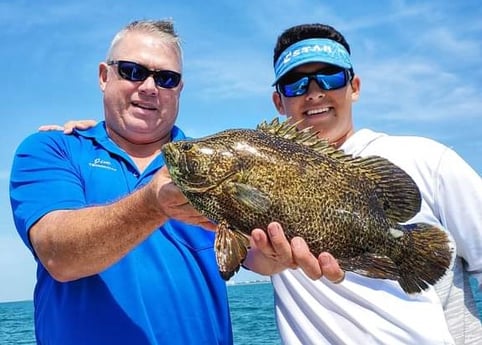 Tripletail fishing in Clearwater, Florida