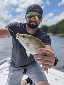 Mangrove Snapper fishing in Tampa, Florida