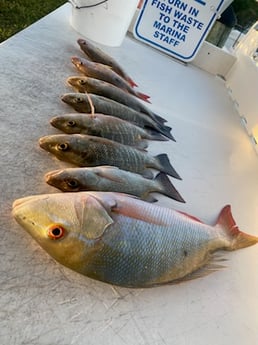 Mangrove Snapper, Mutton Snapper Fishing in Key West, Florida