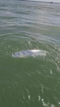 Tarpon fishing in Port O&#039;Connor, Texas