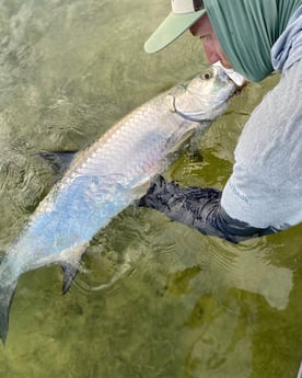 Tarpon Fishing in Key Largo, Florida