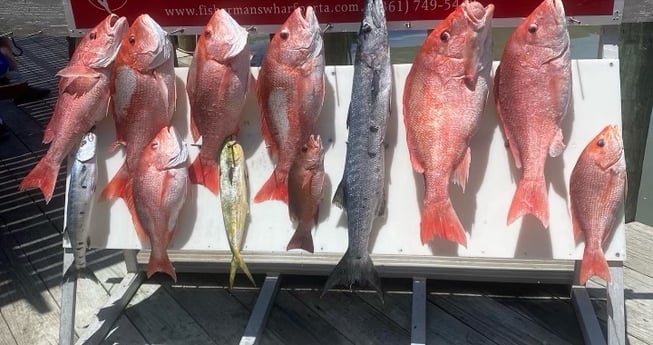 Barracuda, Mahi Mahi / Dorado, Mangrove Snapper, Red Snapper fishing in Port Aransas, Texas