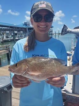 Mangrove Snapper fishing in Islamorada, Florida