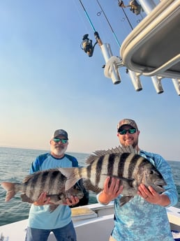 Sheepshead Fishing in Hatteras, North Carolina