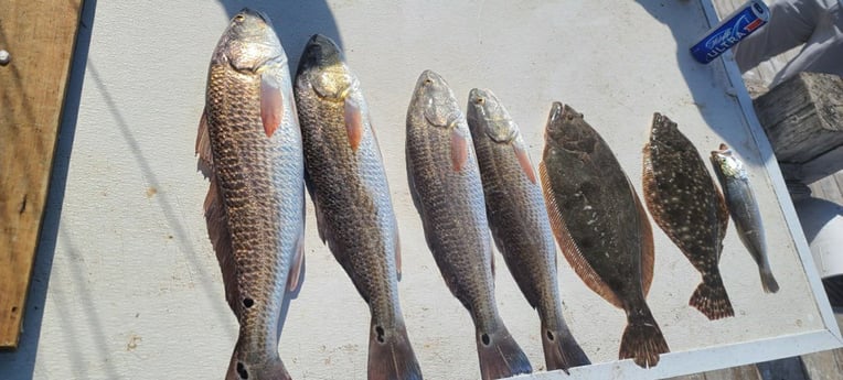 Flounder, Redfish fishing in Galveston, Texas