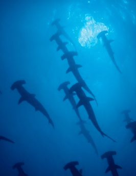 Hammerhead Shark fishing in Galveston, Texas