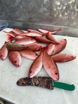 Vermillion Snapper Fishing in Destin, Florida