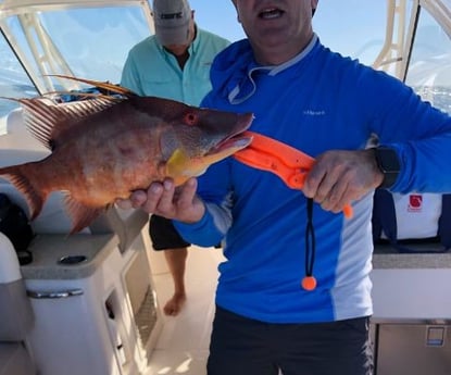 Hogfish Fishing in Clearwater, Florida