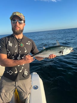 Little Tunny / False Albacore fishing in Destin, Florida