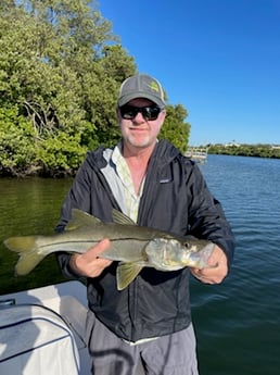 Snook fishing in Sarasota, Florida