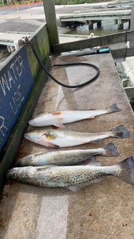 Redfish, Speckled Trout Fishing in South Padre Island, Texas