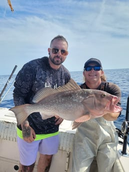 Cobia fishing in Clearwater, Florida