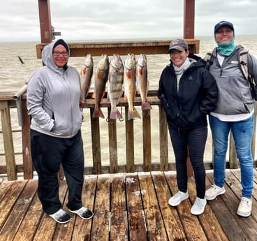 Black Drum, Redfish Fishing in South Padre Island, Texas